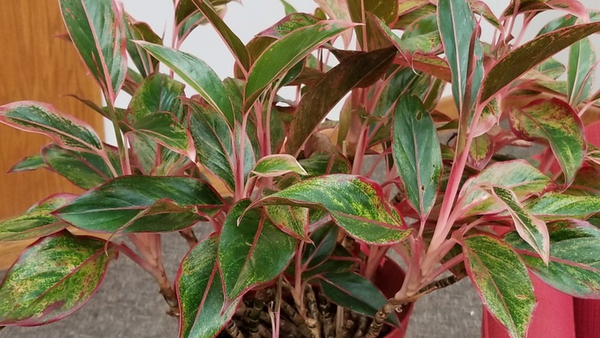 Real photo of Aglaonema Siam Aurora with green leaves and red edges