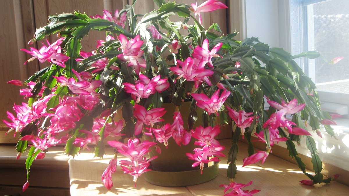 Real flowering holiday cactus with many pink blooms near a bright window