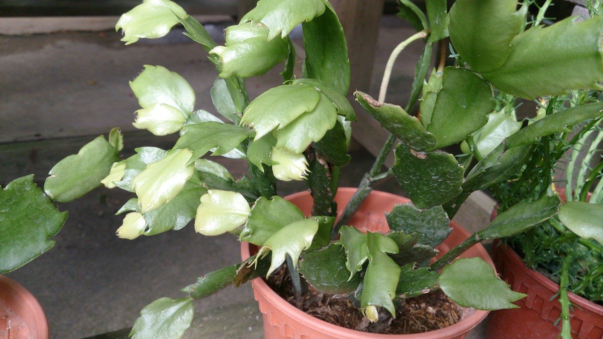 Real Christmas cactus with flat green stem segments and developing buds