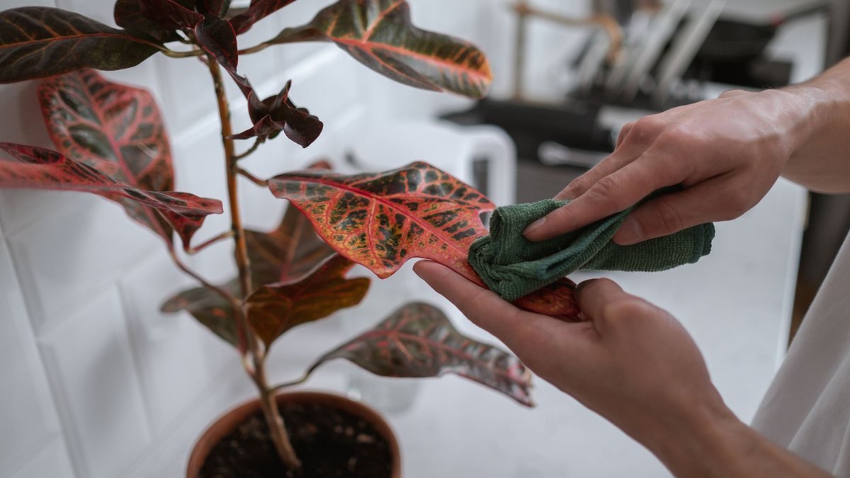 Hands wiping a real croton houseplant leaf with a soft cloth