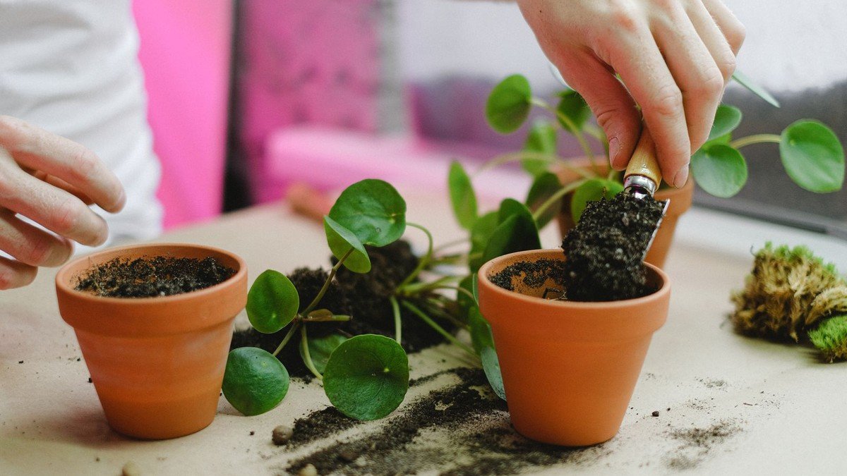 Real hands repotting a houseplant with potting mix and terracotta pots