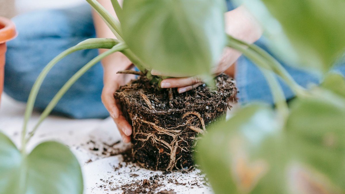Real hands supporting a compacted houseplant root ball during a careful soil and pot check