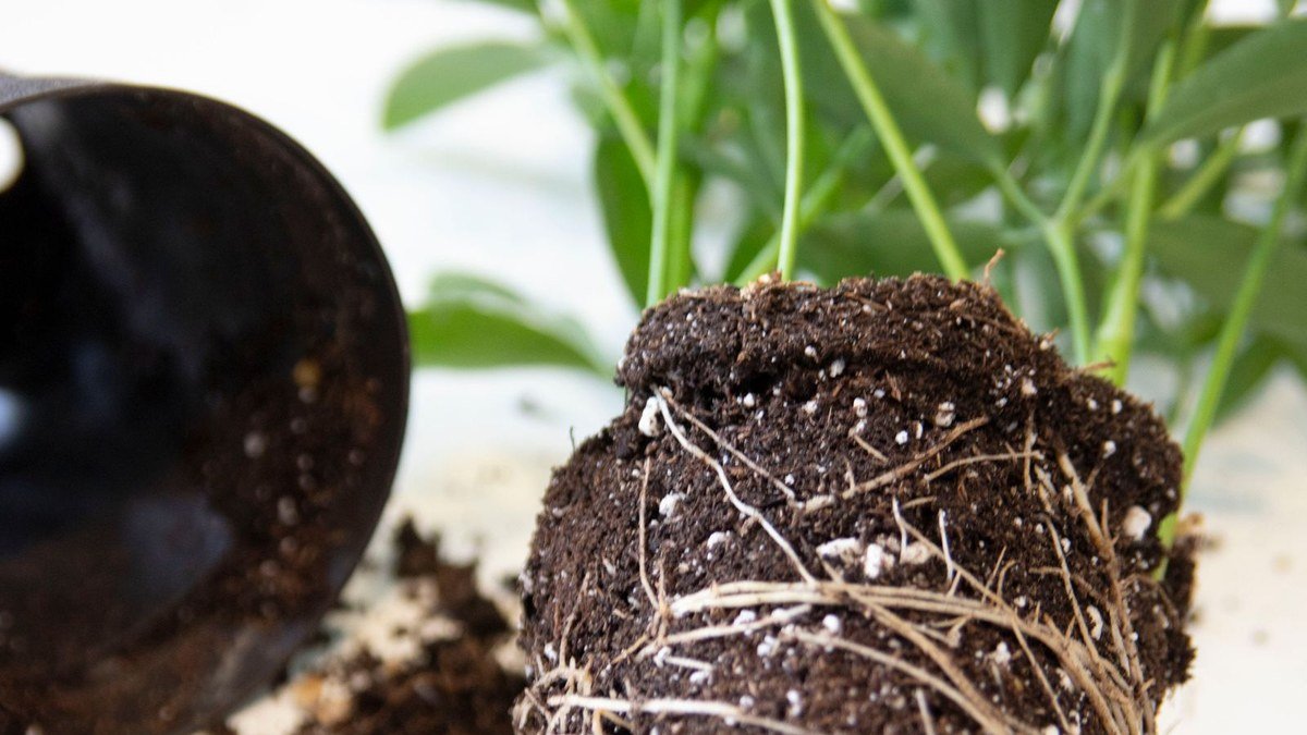 A real houseplant root ball with dense potting mix and roots exposed during repotting
