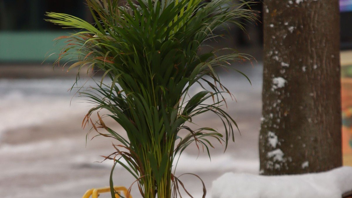 Real green potted plant surrounded by snow in a wooden container outdoors