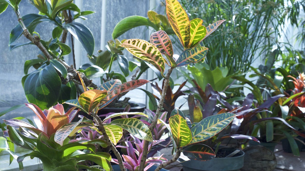 A real Petra croton plant with glossy green yellow orange and red leaves