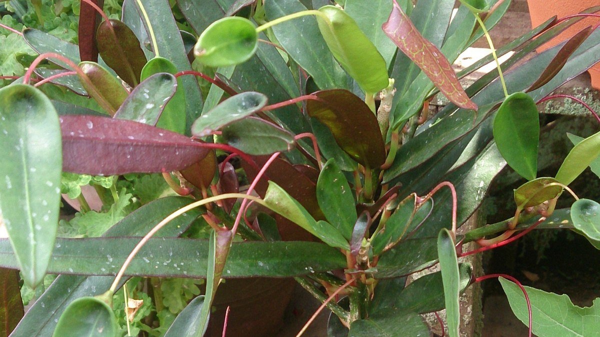 Real Mother-and-Daughter croton leaves with narrow extensions and mixed green red foliage