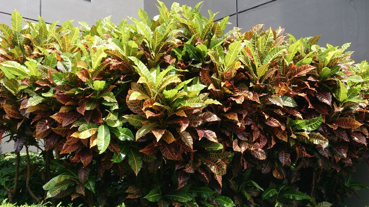 Real variegated croton shrubs with green yellow orange and red foliage