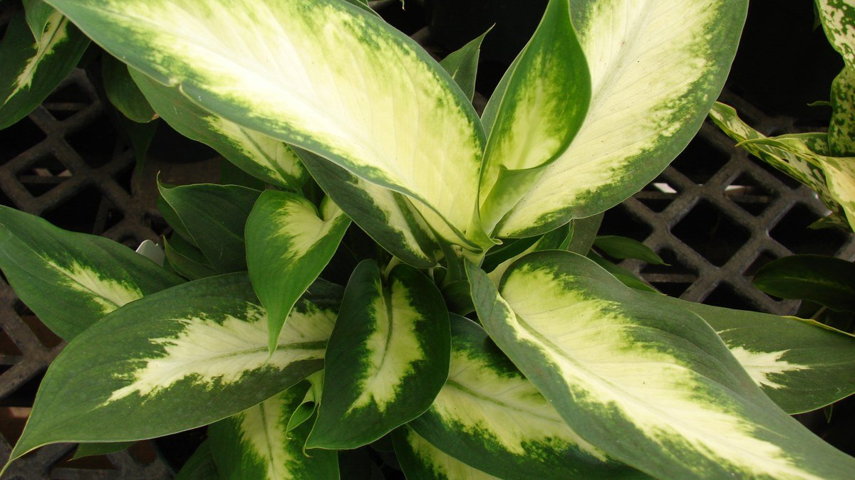 Real Dieffenbachia Camille leaves with cream centers and green margins