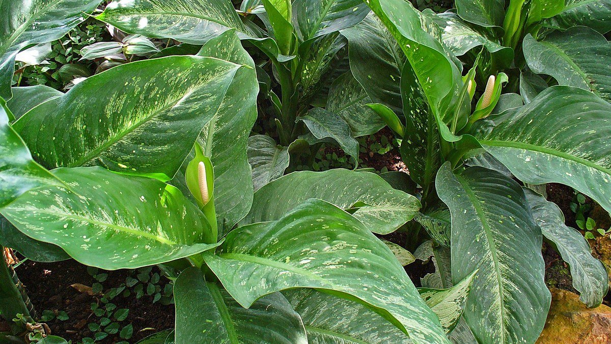 A real dieffenbachia plant with broad green variegated leaves