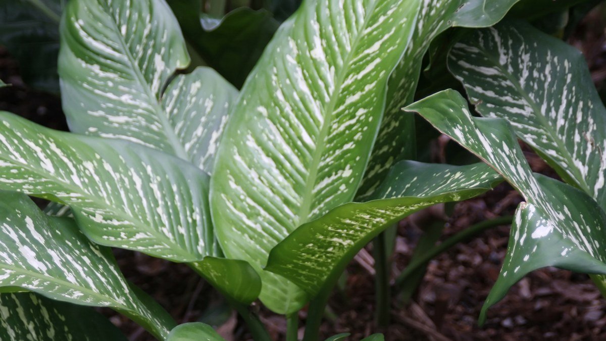 Real Dieffenbachia Rudolph Roehrs leaves with silver green variegation