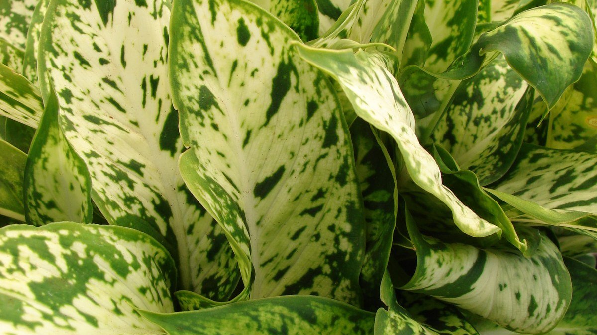 Real Dieffenbachia Sparkles leaves with speckled cream and green variegation