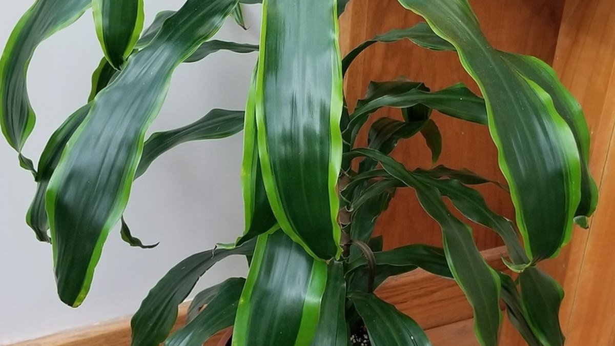 A real corn plant dracaena with broad green strap-like leaves