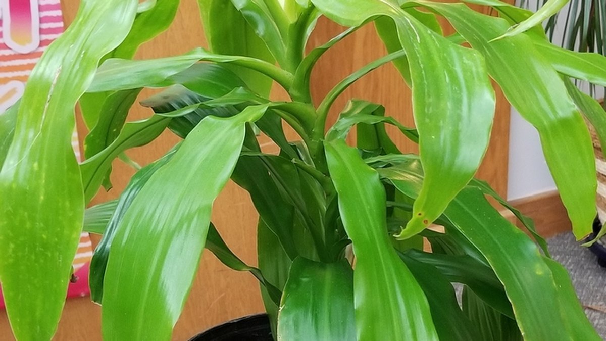 Real photo of a corn plant dracaena with broad green leaves on canes