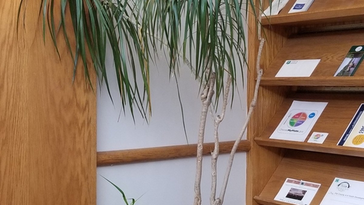 Real photo of a dragon tree dracaena with narrow leaves on pale canes