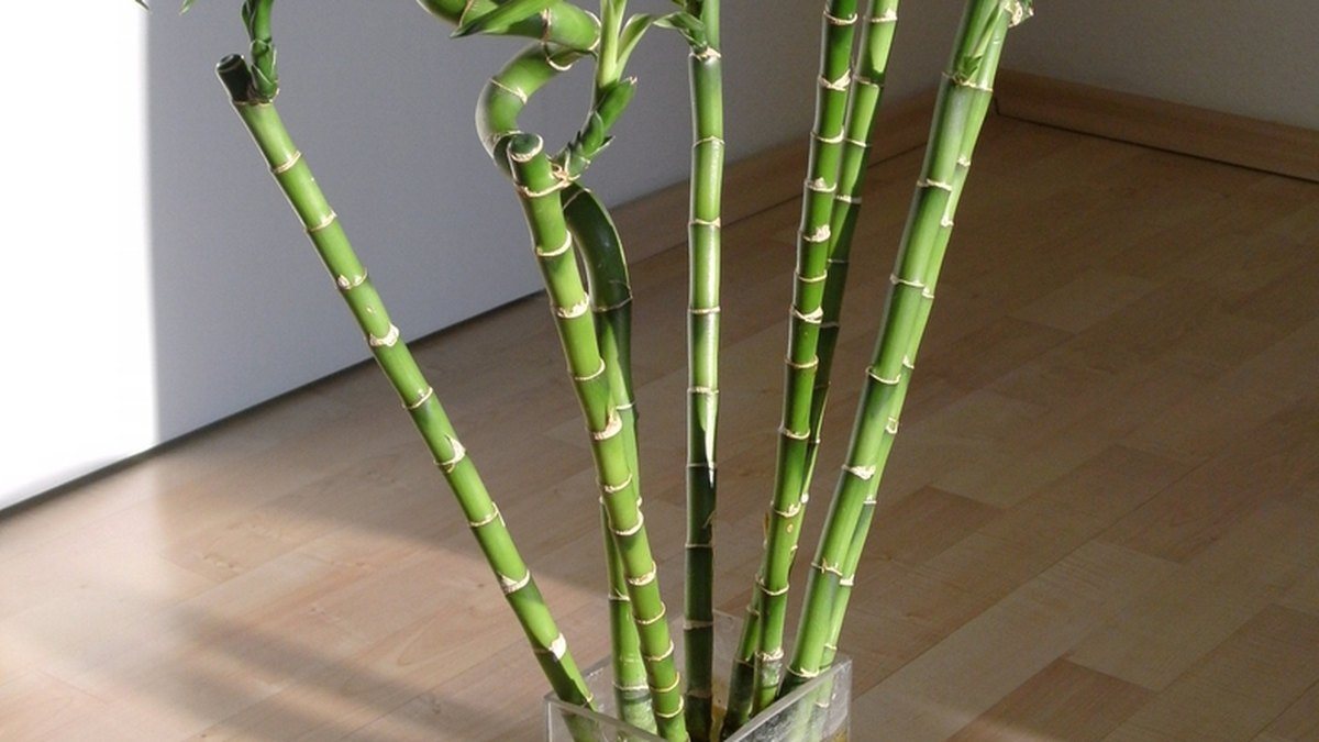 Real photo of lucky bamboo Dracaena sanderiana stems in water