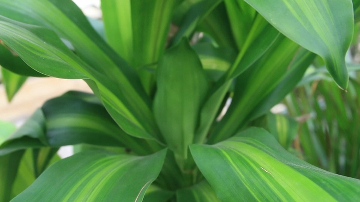 Real photo of Dracaena fragrans Massangeana leaves with a yellow-green center stripe