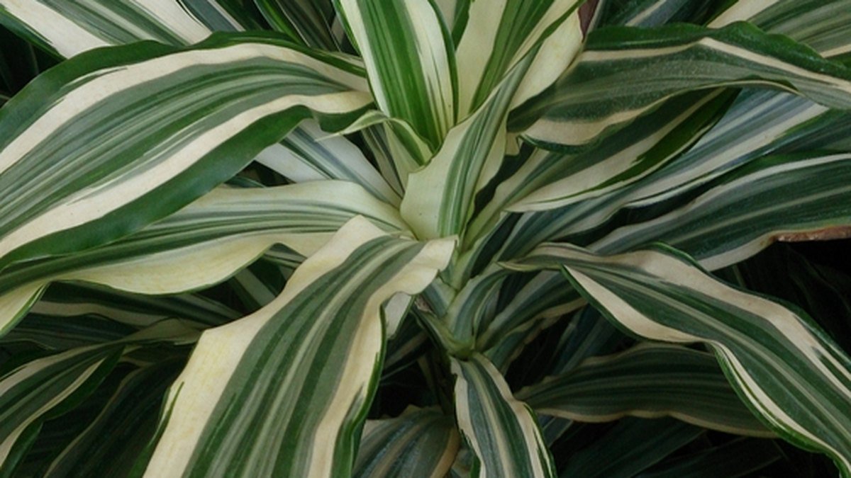 Real photo of striped Warneckii dracaena leaves with green and pale bands