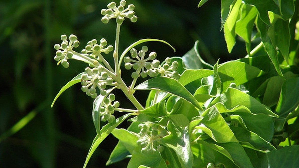 A real English ivy stem with small green flower clusters