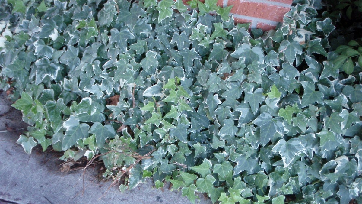 A real Gold Child English ivy planting with pale variegated leaves