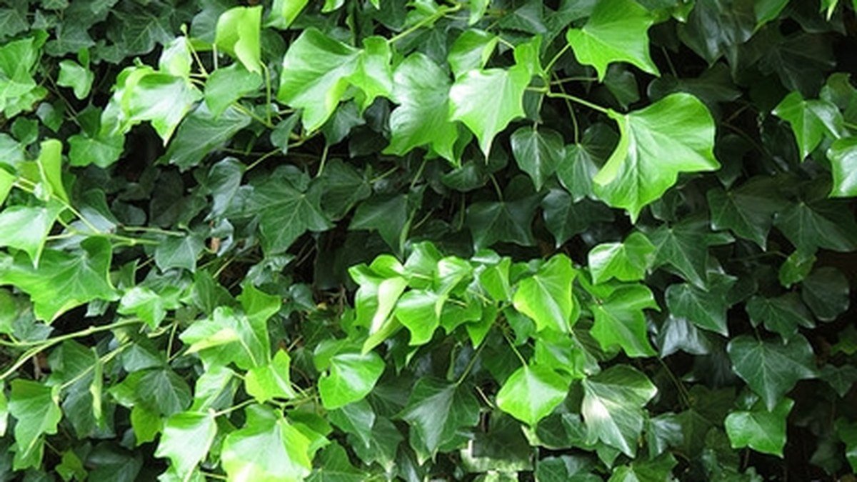 A real English ivy vine with glossy lobed green leaves