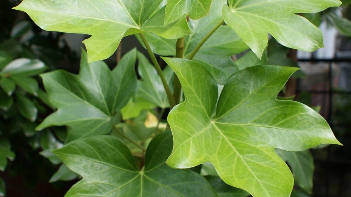 A real tree ivy plant with large glossy green lobed leaves