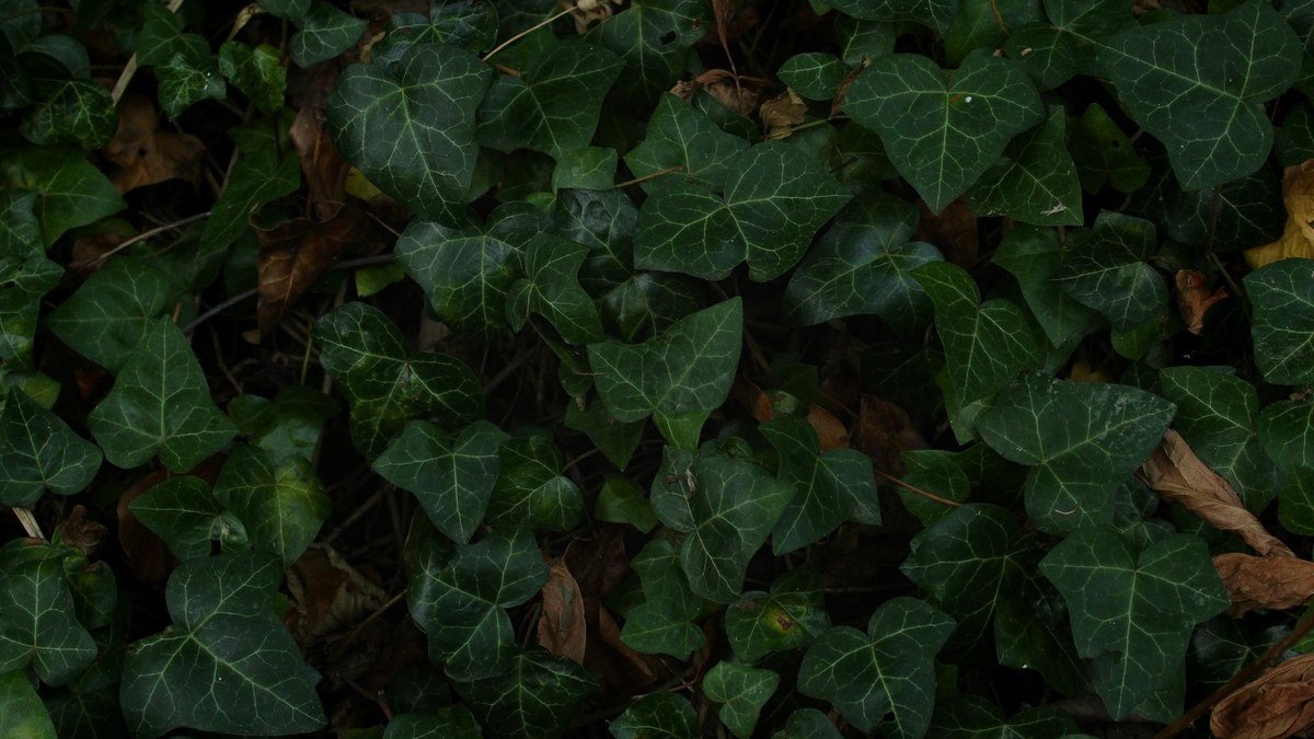Real English ivy foliage with a yellowing lower leaf in an indoor pot
