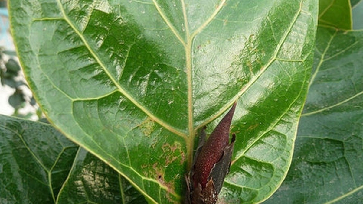 A real fiddle-leaf fig bud and young growth on a woody stem