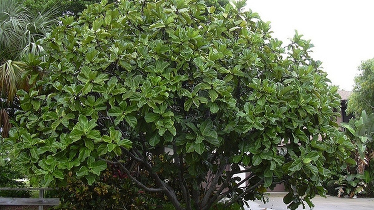 A real outdoor fiddle-leaf fig showing natural upright growth habit