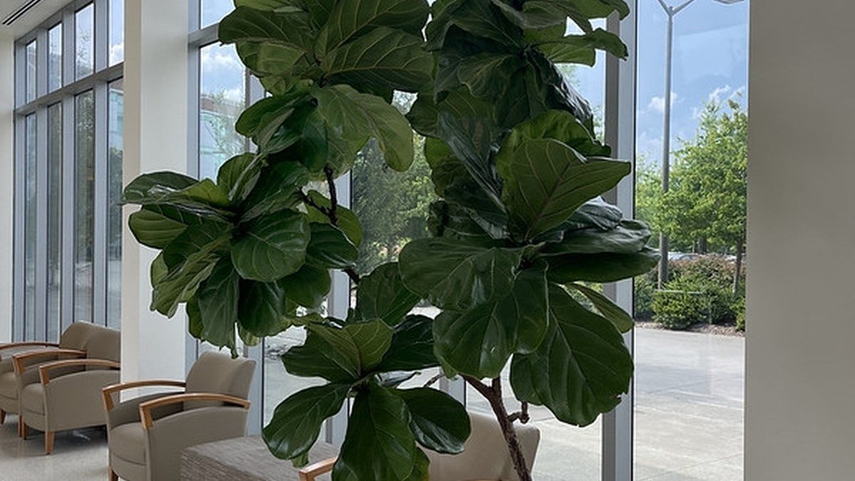 A real potted fiddle-leaf fig tree with large glossy leaves beside tall windows
