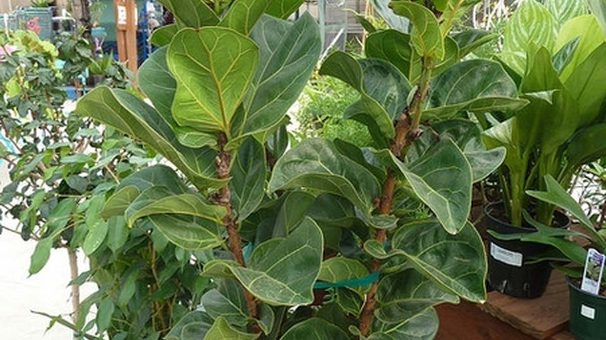 Real potted fiddle-leaf figs with large green leaves