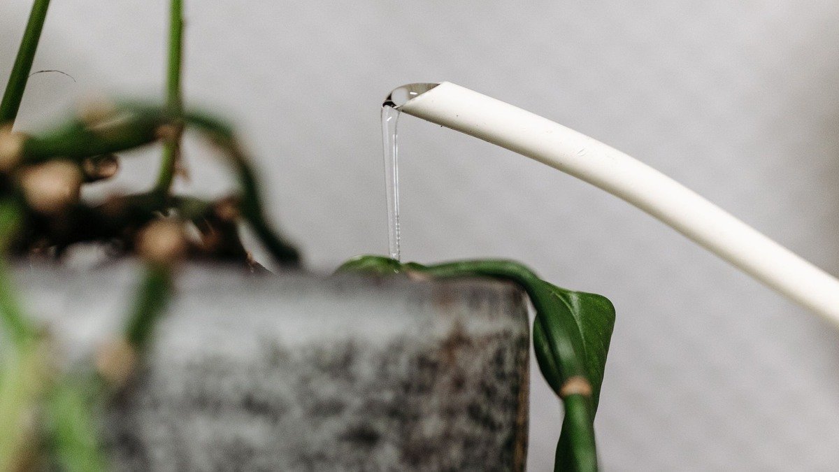 A real houseplant being watered slowly from a white watering can