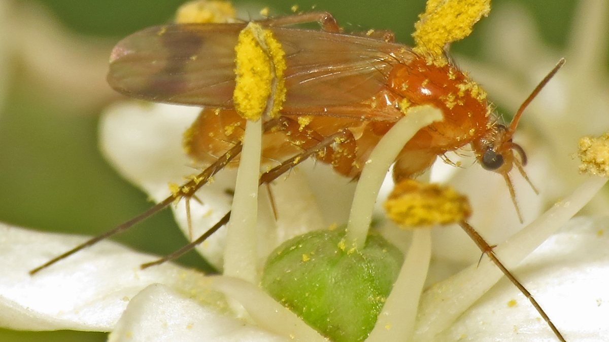 A real close-up of an adult fungus gnat on a flower