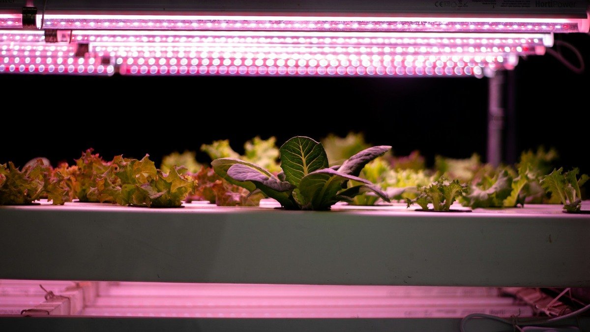 Real grow-light shelf illuminating leafy plants beneath LED fixtures