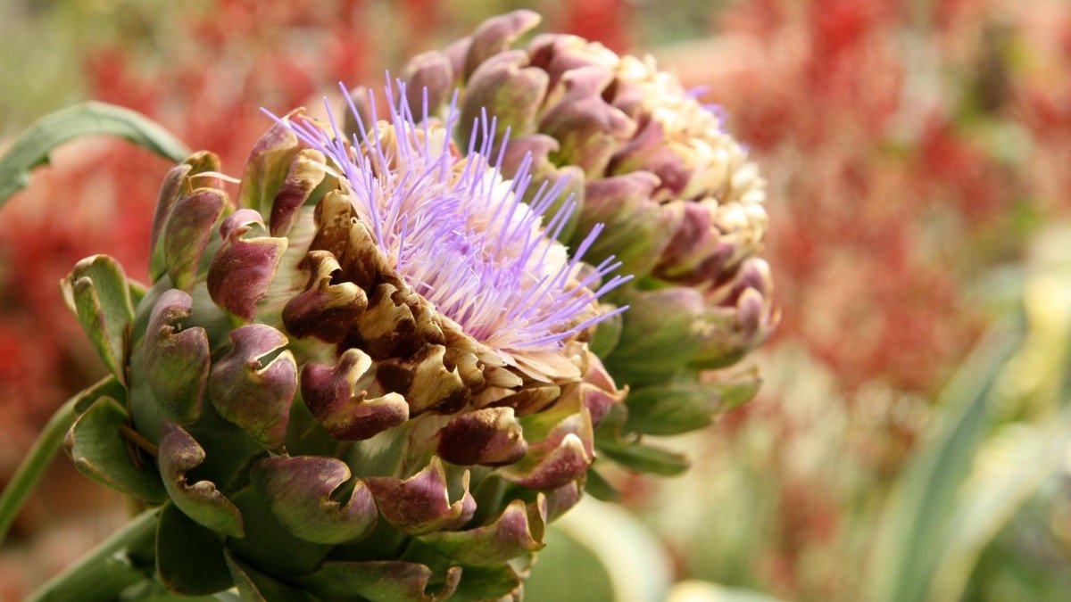 Real artichoke flower opened beyond the edible bud stage