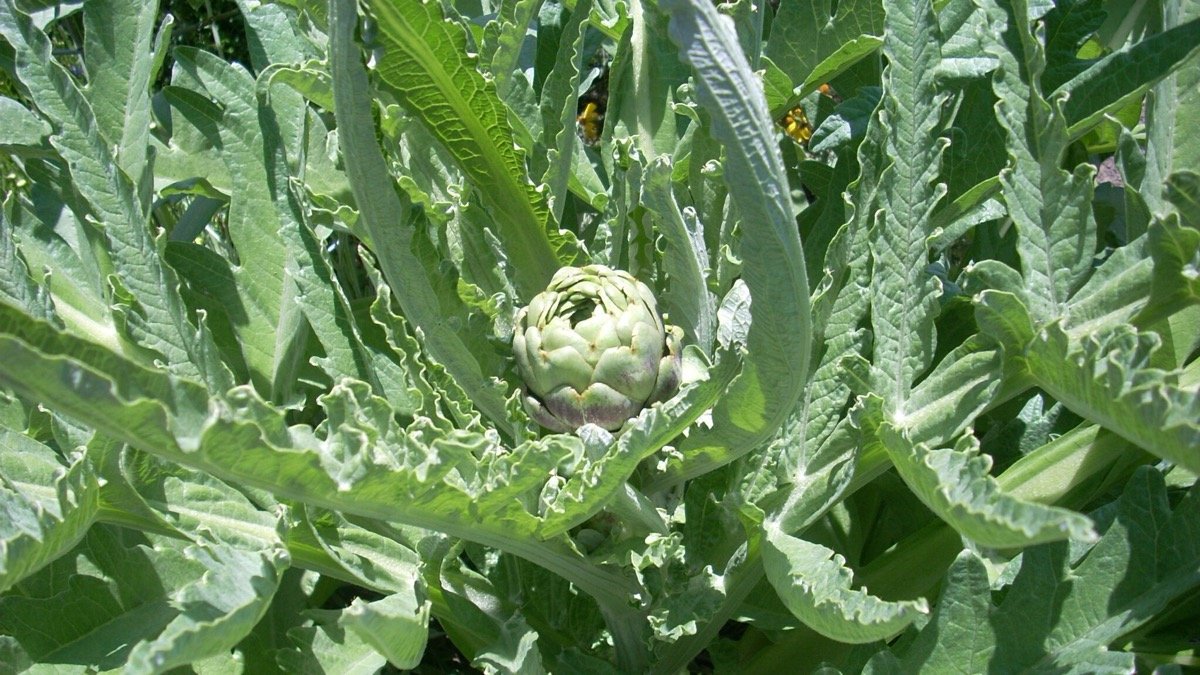 Real globe artichoke bud developing among large green leaves