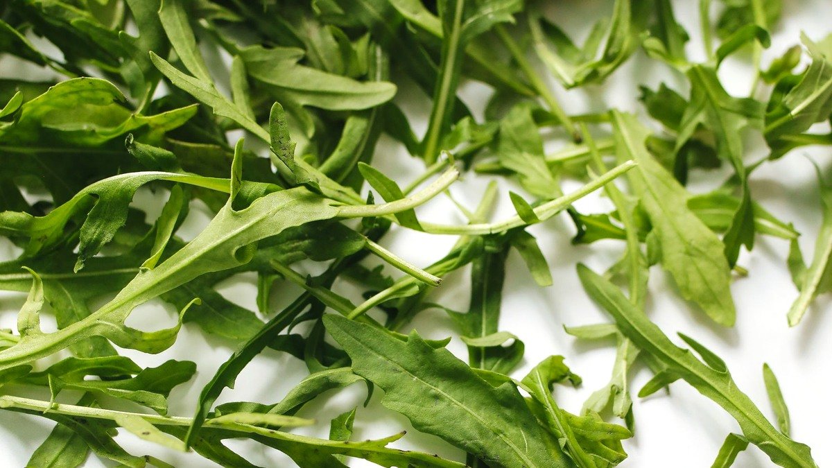 Real fresh arugula leaves with deeply cut green foliage