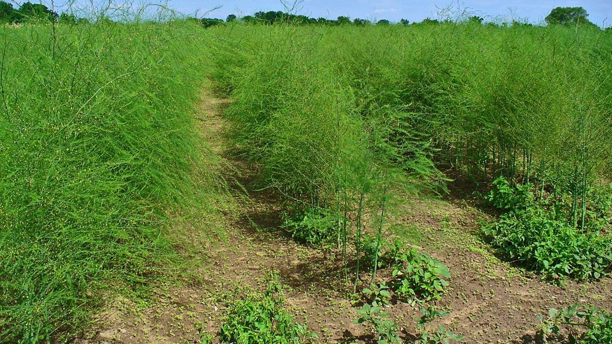 Real established asparagus plants growing as tall ferny foliage in a field