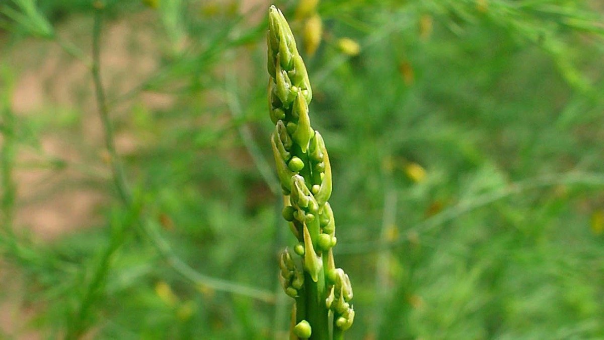 Real close-up of a green Asparagus officinalis spear with a pointed tip and developing side buds