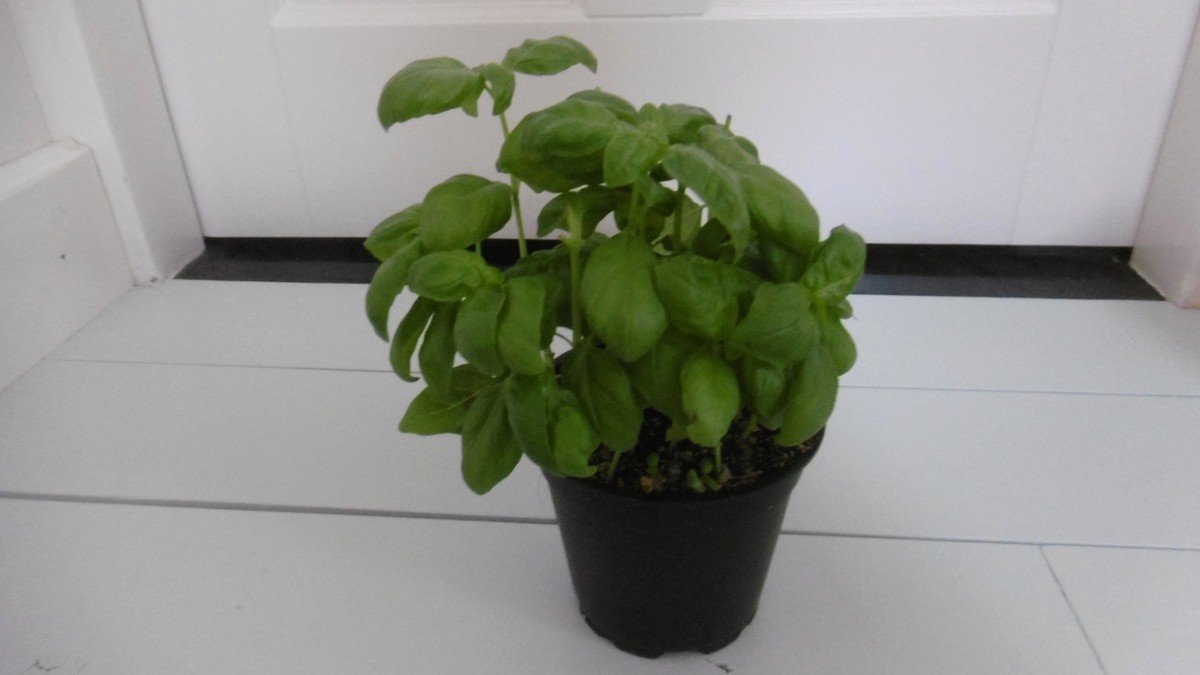 Real basil plant growing in a container with dense green leaves and branching stems