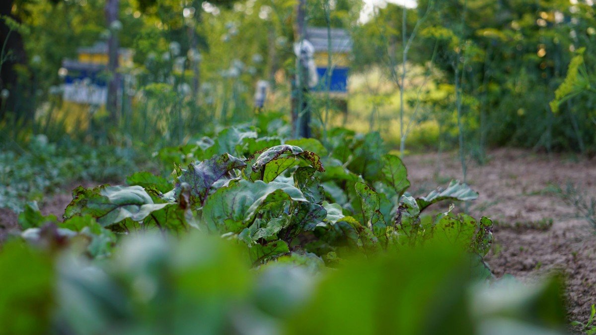 Real beetroot plants with green and red-veined leaves growing in soil