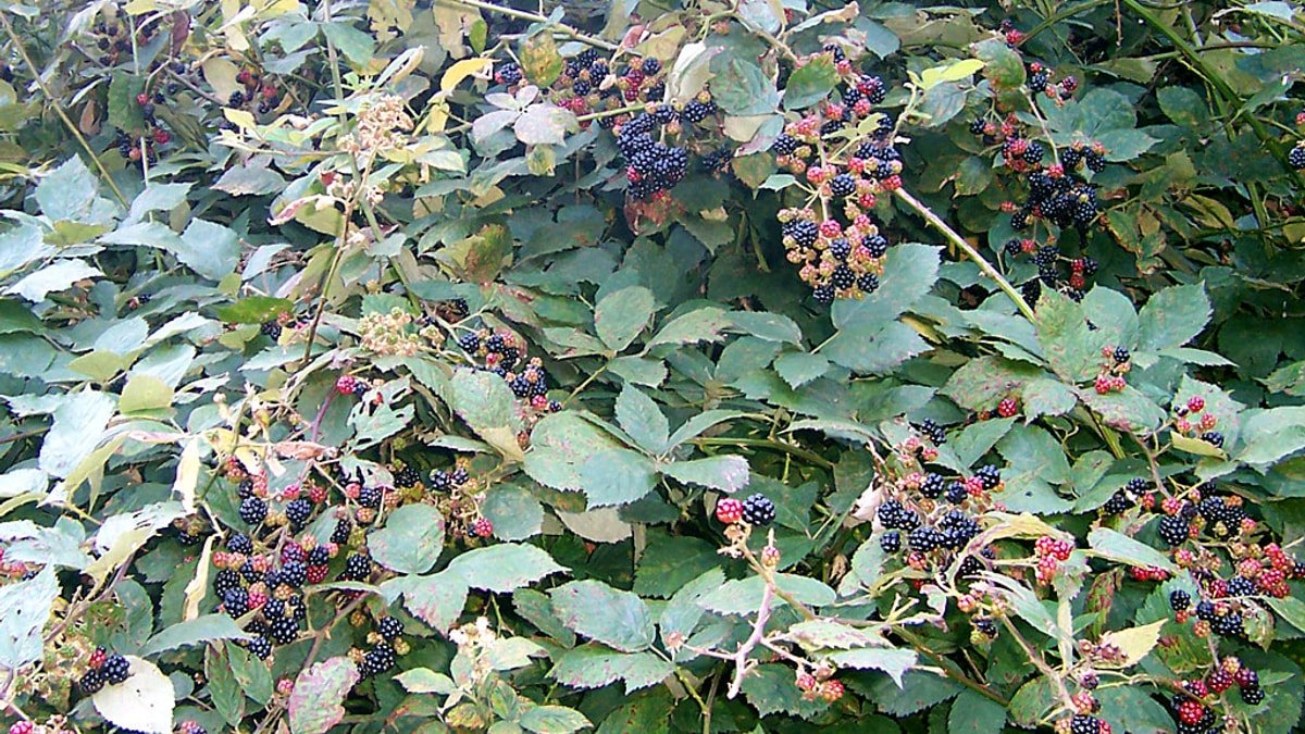 Real blackberry bush carrying ripe black fruit and red developing berries