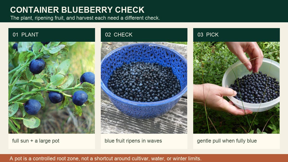 Real blueberry plant, ripe fruit, and hand-picking harvest actions shown in three panels