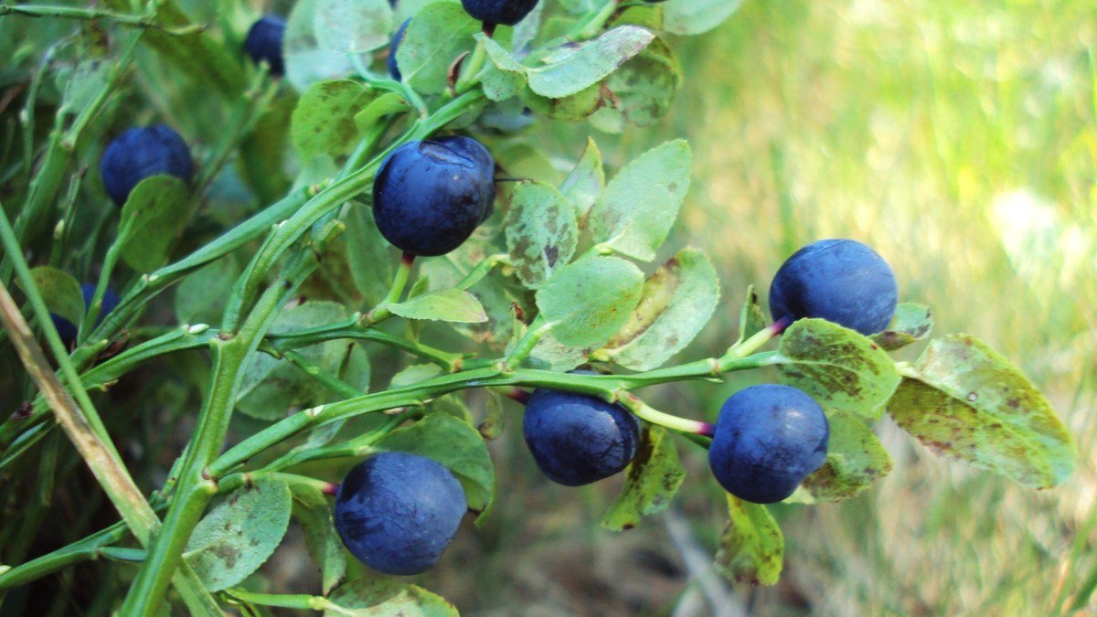 Real blueberry branch carrying ripe fruit and green leaves