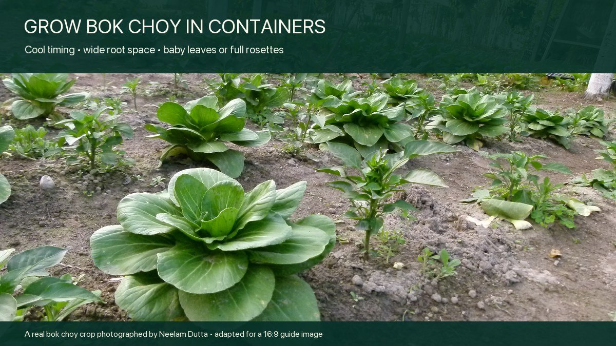 Real bok choy plants growing as compact green rosettes in a field