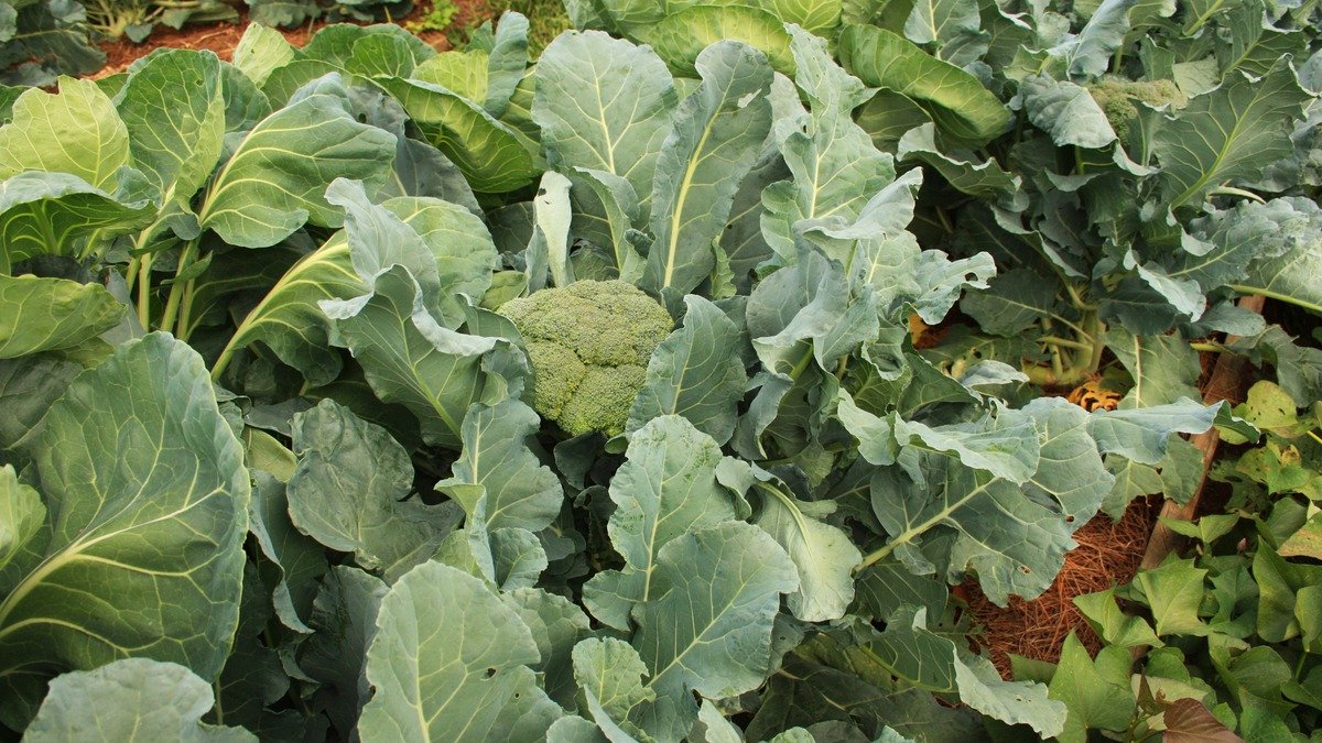 Real broccoli head growing among broad green leaves in a garden