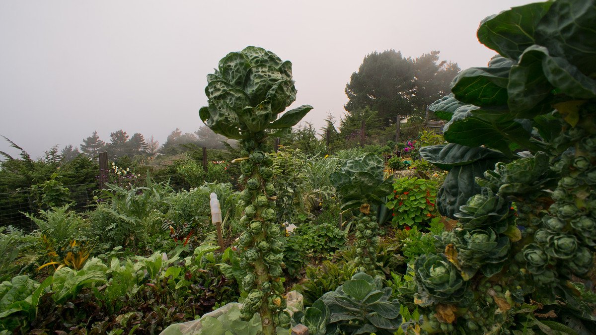 Real Brussels sprouts forming along a tall green stalk in a garden