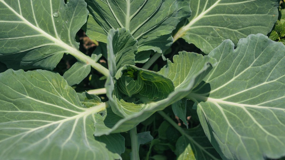 Real cabbage head forming among broad green leaves