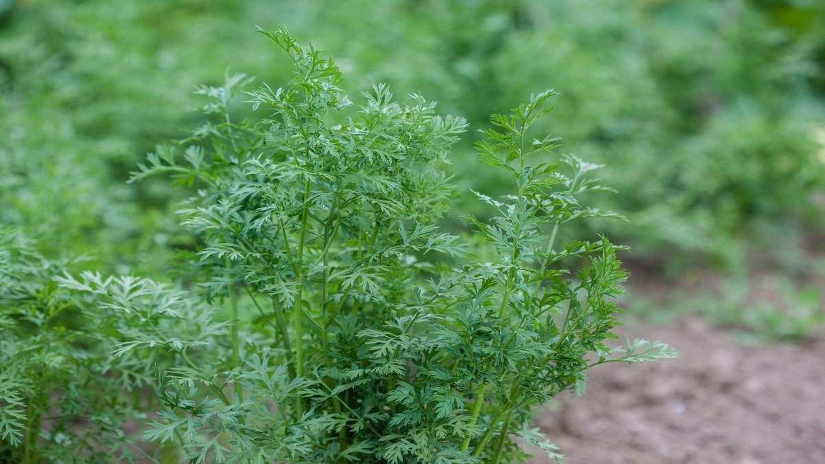 Real carrot foliage growing densely in an outdoor garden