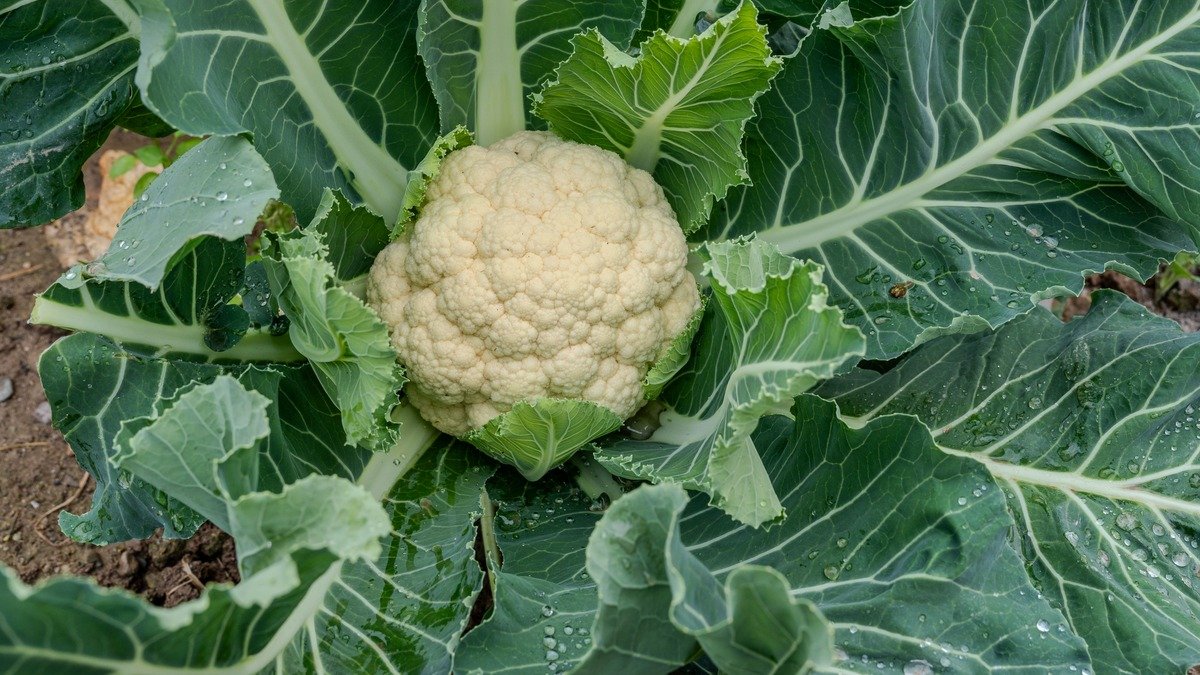 Real white cauliflower curd growing among broad green leaves