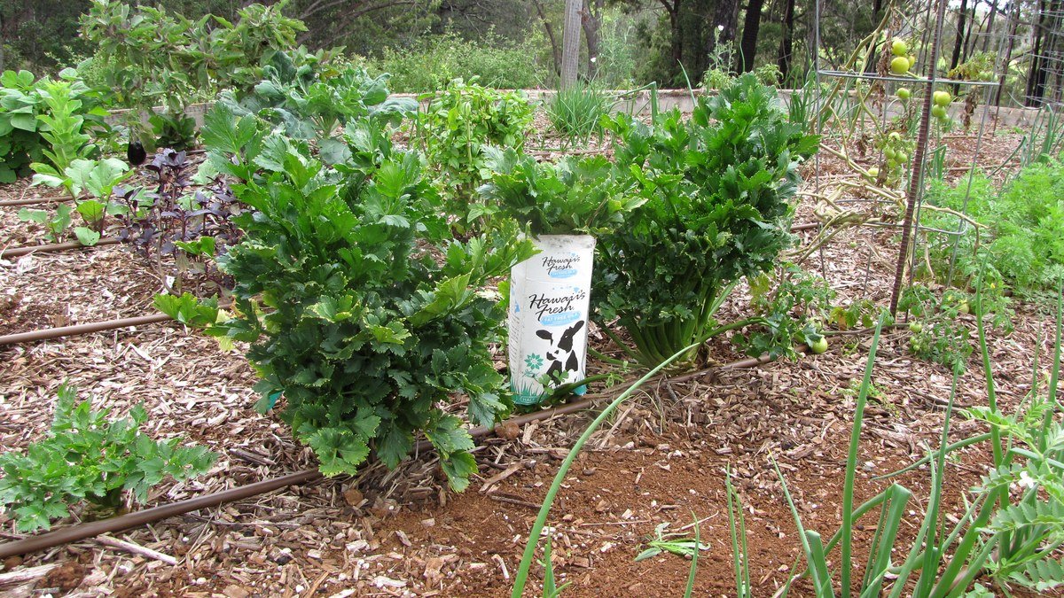 Real celery plants with upright green stalks and leafy tops growing in a garden
